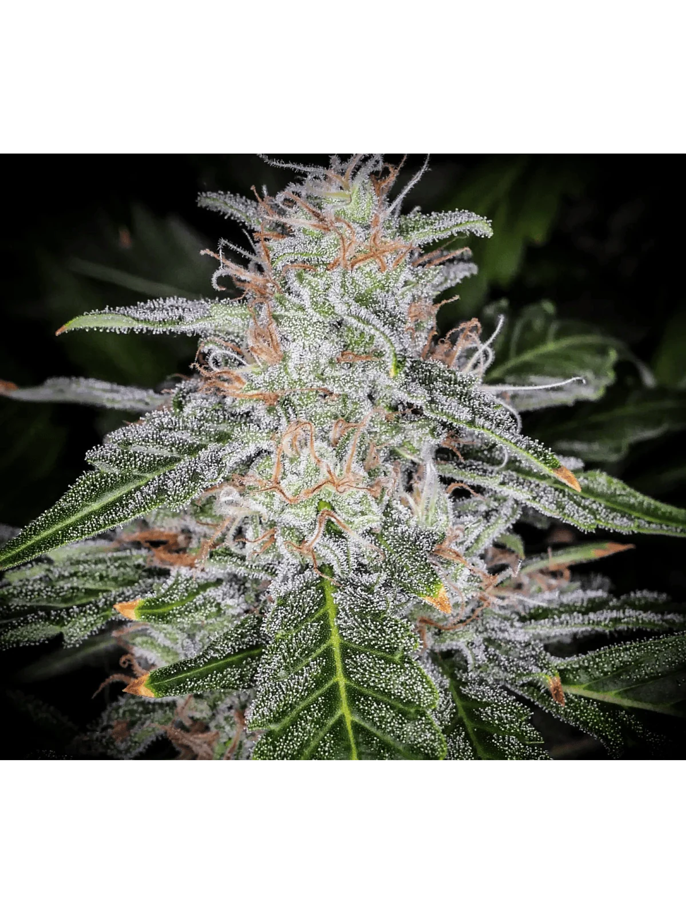 Blue Dream Auto -Fast Buds (X5/X3/X1) 4