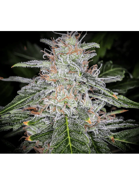 Blue Dream Auto -Fast Buds (X5/X3/X1) 4