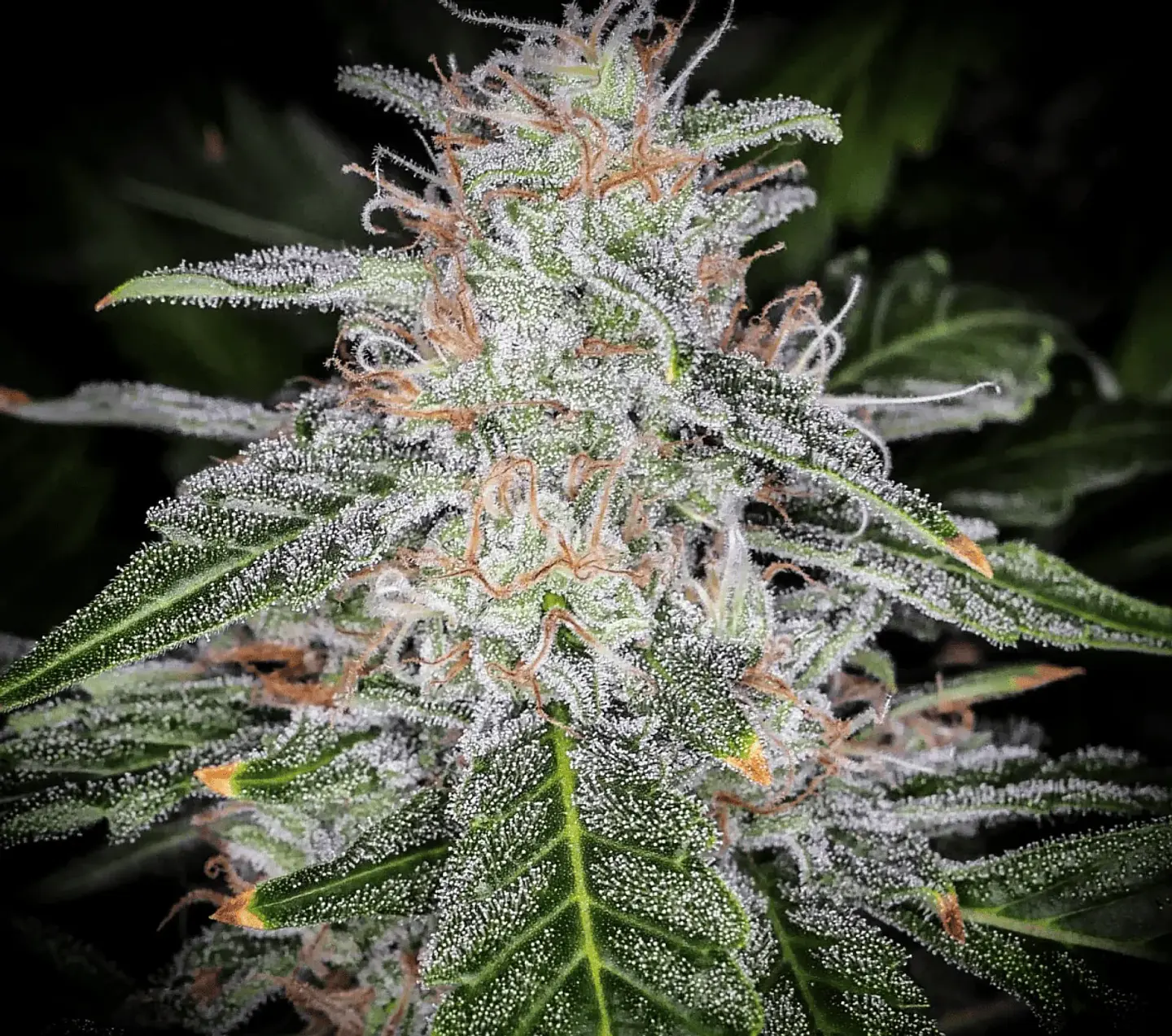 Blue Dream Auto -Fast Buds (X5/X3/X1) 4