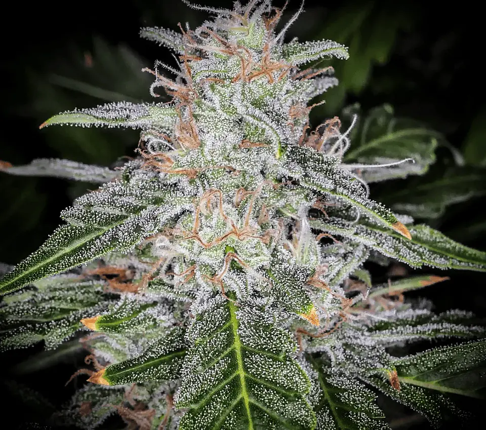 Blue Dream Auto -Fast Buds (X5/X3/X1) 4