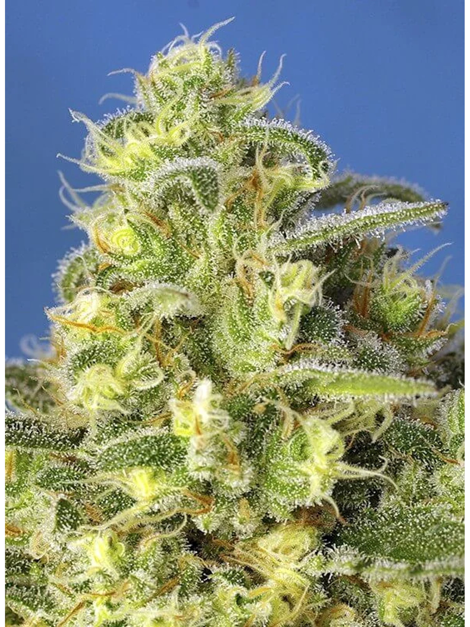 Jack 47 Xl Auto® -Sweet Seeds (X100/X25/X5+2/X3+1) 3