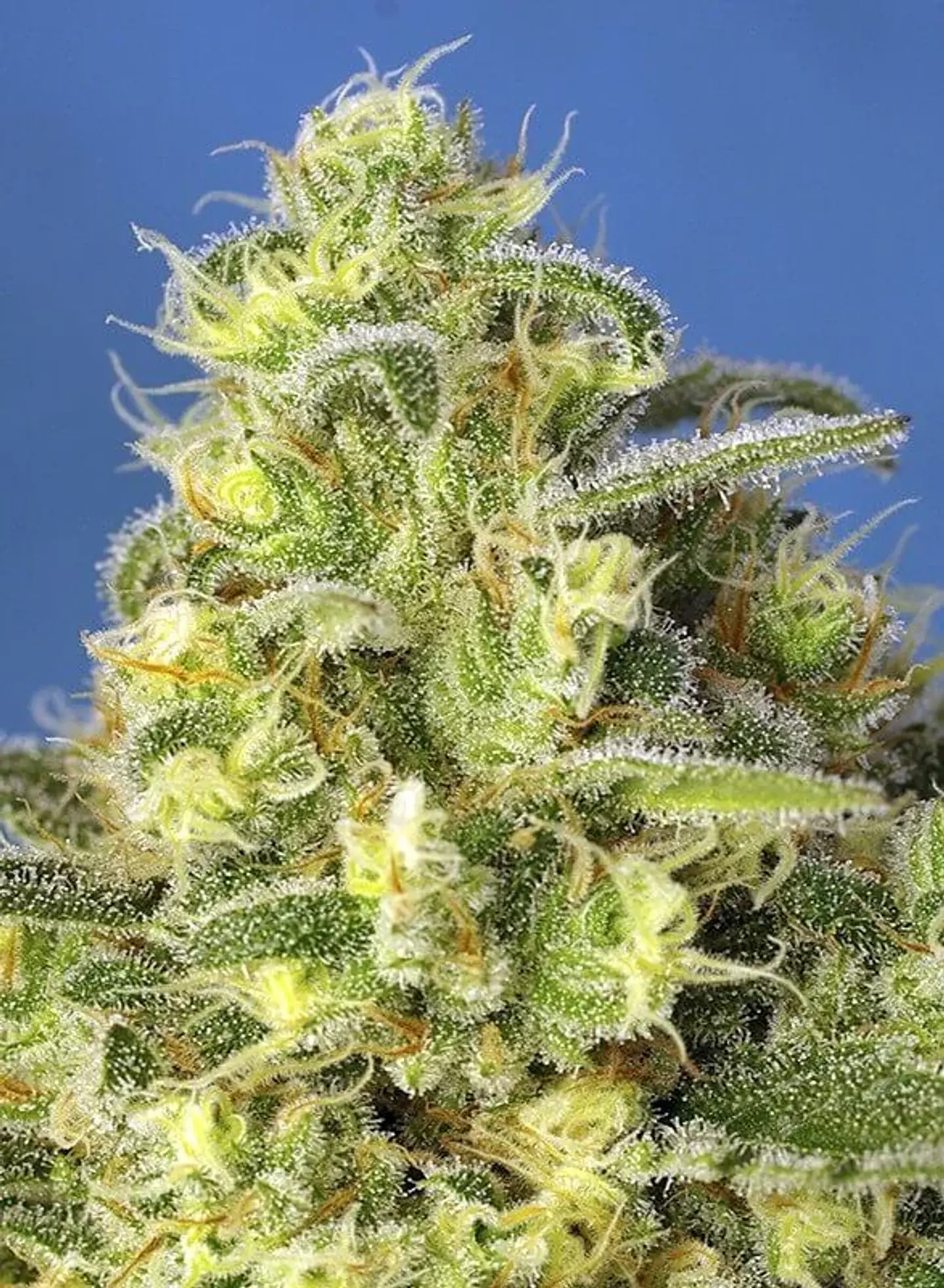 Jack 47 Xl Auto® -Sweet Seeds (X100/X25/X5+2/X3+1) 3