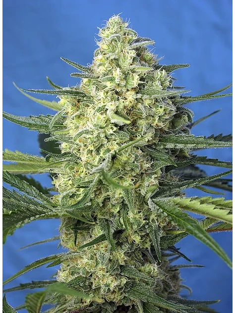 Jack 47 Xl Auto® -Sweet Seeds (X100/X25/X5+2/X3+1) 4