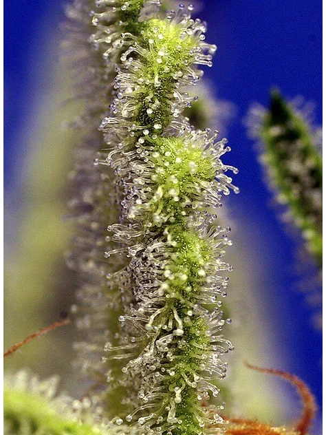 Jack 47 Xl Auto® -Sweet Seeds (X100/X25/X5+2/X3+1) 5