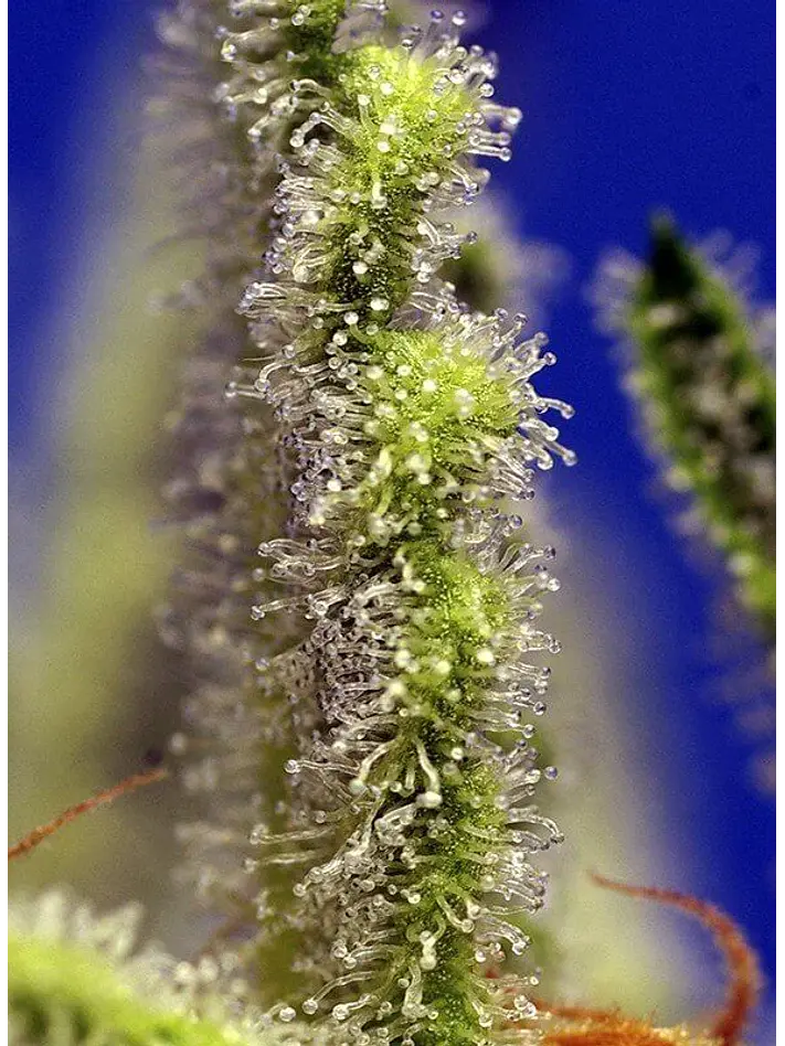 Jack 47 Xl Auto® -Sweet Seeds (X100/X25/X5+2/X3+1) 5