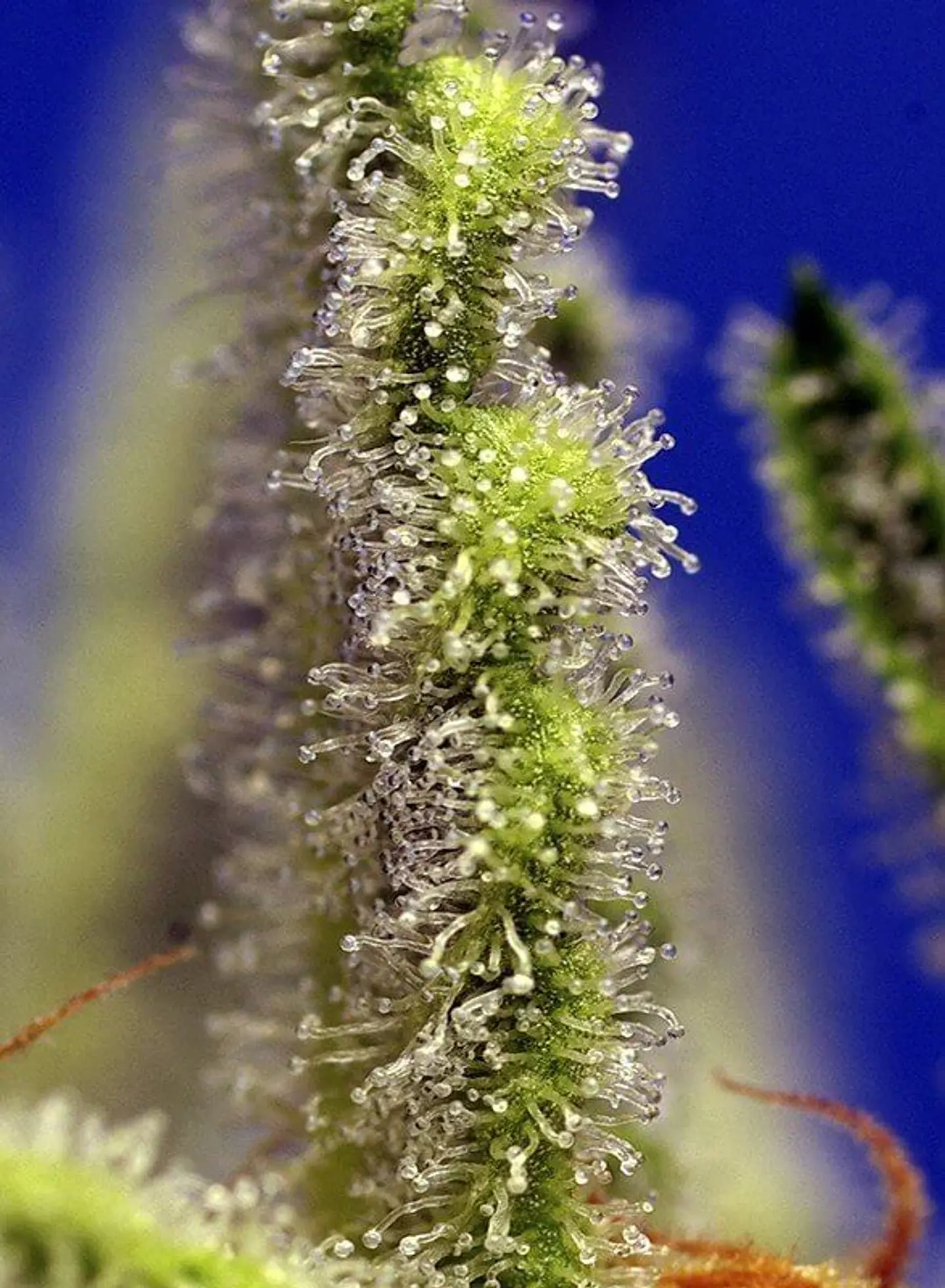 Jack 47 Xl Auto® -Sweet Seeds (X100/X25/X5+2/X3+1) 5