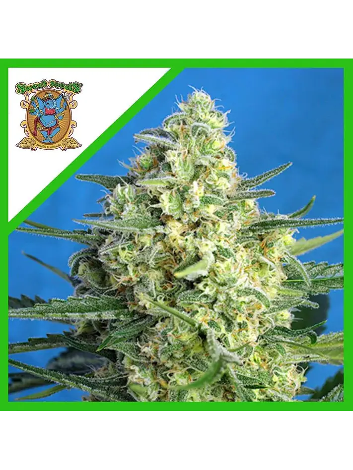 Jack 47 Xl Auto® -Sweet Seeds (X100/X25/X5+2/X3+1) 6