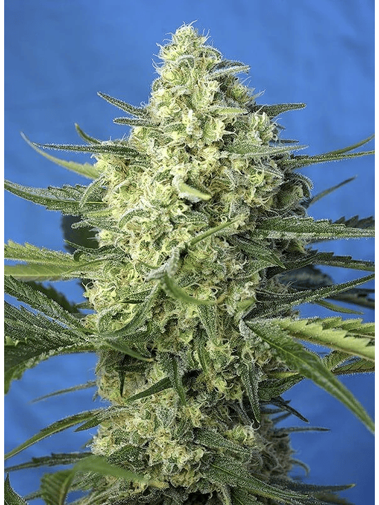 Jack 47 Xl Auto® X100-Sweet Seeds 7