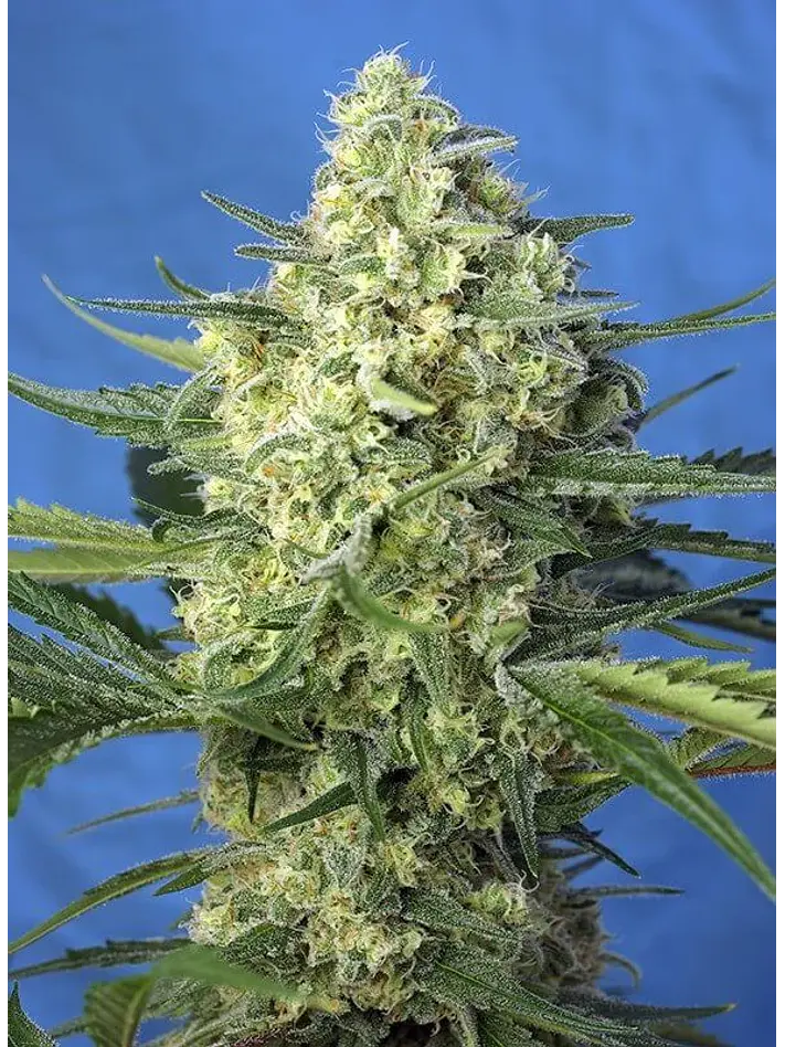 Jack 47 Xl Auto® -Sweet Seeds (X100/X25/X5+2/X3+1) 7