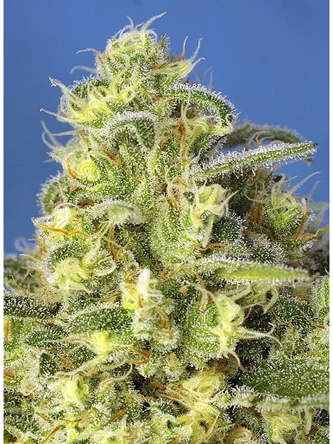 Jack 47 Xl Auto® -Sweet Seeds (X100/X25/X5+2/X3+1) 8