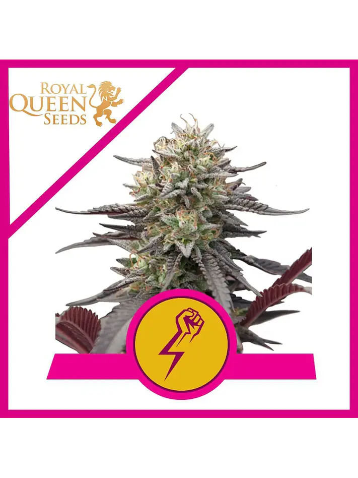 Green Crack Punch Usa Premium Fem -Royal Queen (X10/X3) 2