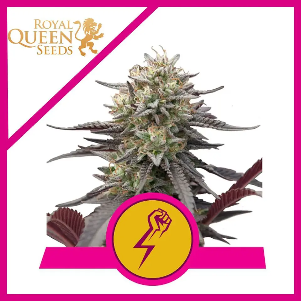 Green Crack Punch Usa Premium Fem -Royal Queen (X10/X3) 2