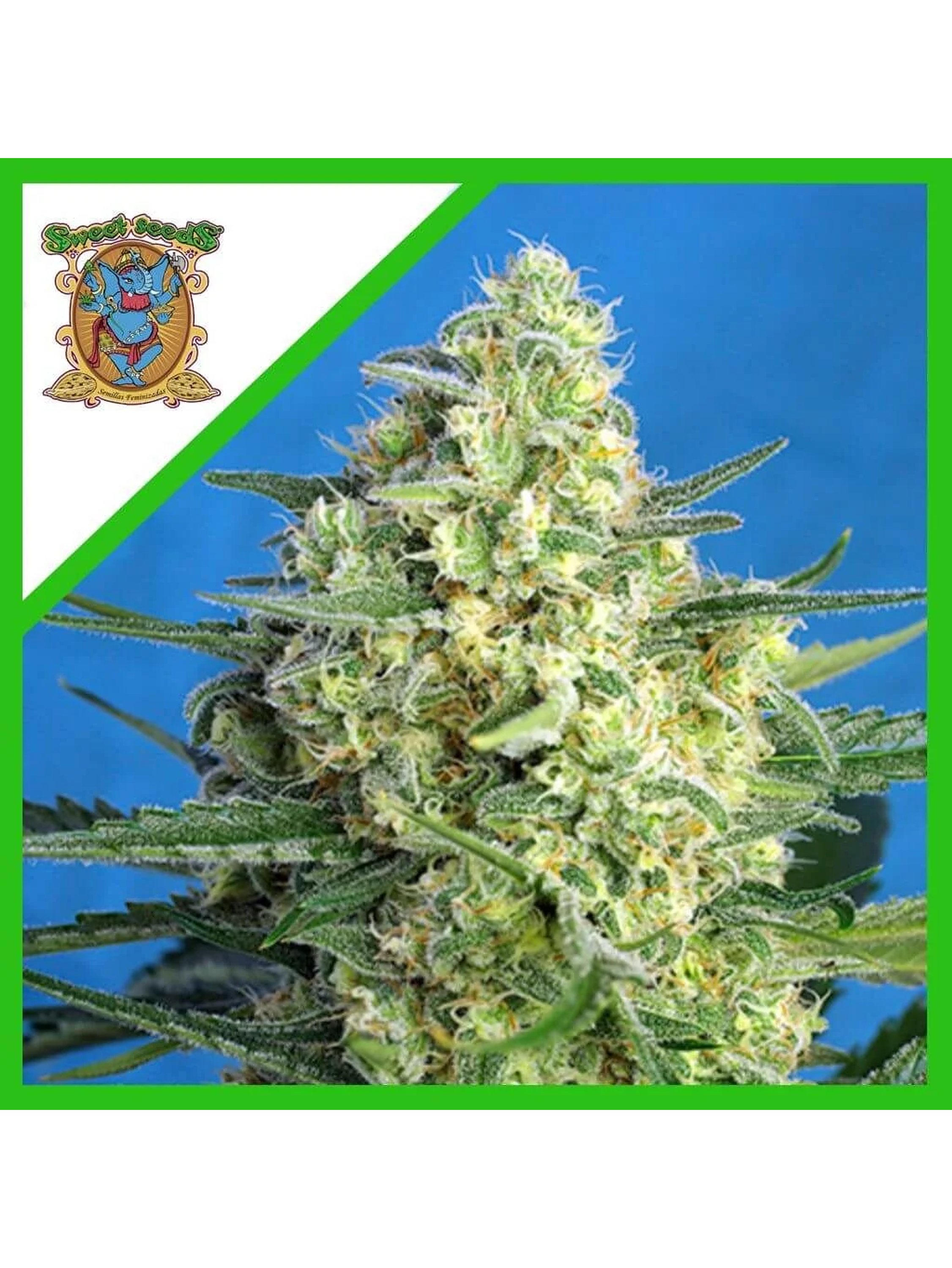 Jack 47 Xl Auto® -Sweet Seeds (X100/X25/X5+2/X3+1) 11
