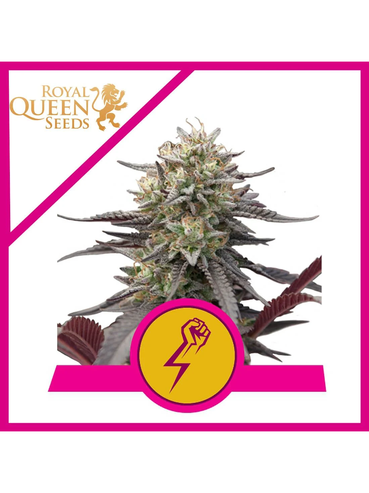 Green Crack Punch Usa Premium Fem -Royal Queen (X10/X3) 4