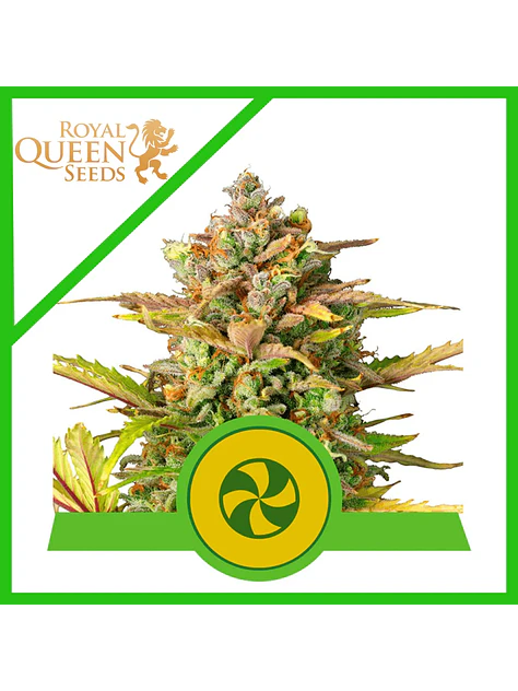 Sweet Zz Usa Premium Auto -Royal Queen (X10/X3/X1) 2