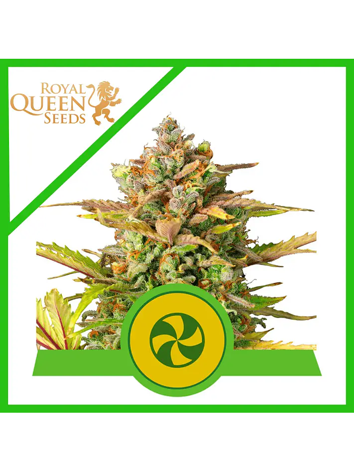 Sweet Zz Usa Premium Auto -Royal Queen (X10/X3/X1) 2