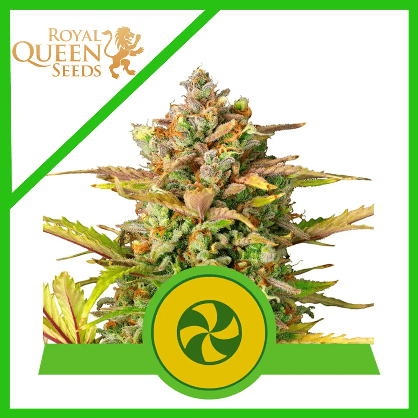 Sweet Zz Usa Premium Auto -Royal Queen (X10/X3/X1) 2