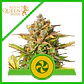 Sweet Zz Usa Premium Auto -Royal Queen (X10/X3/X1) - Miniatura 2