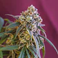 Green Crack Punch Usa Premium Fem -Royal Queen (X10/X3) - Miniatura 6