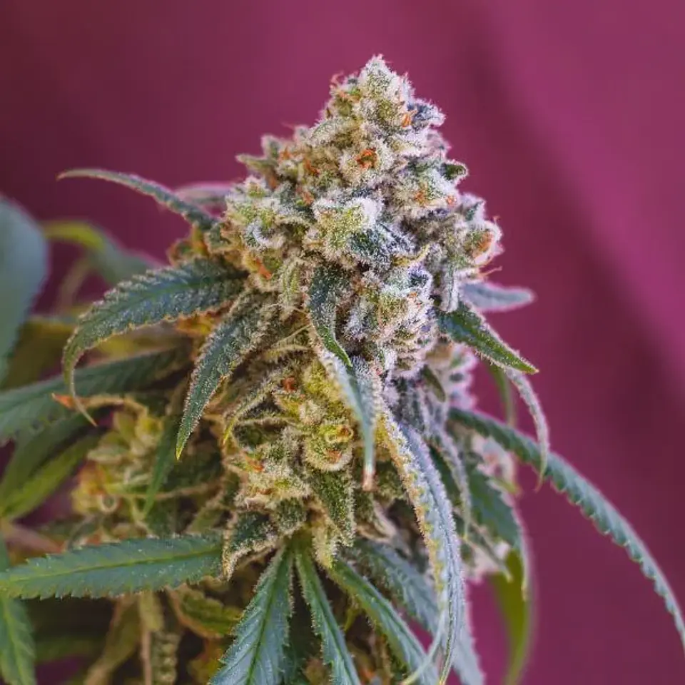 Green Crack Punch Usa Premium Fem -Royal Queen (X10/X3) 6