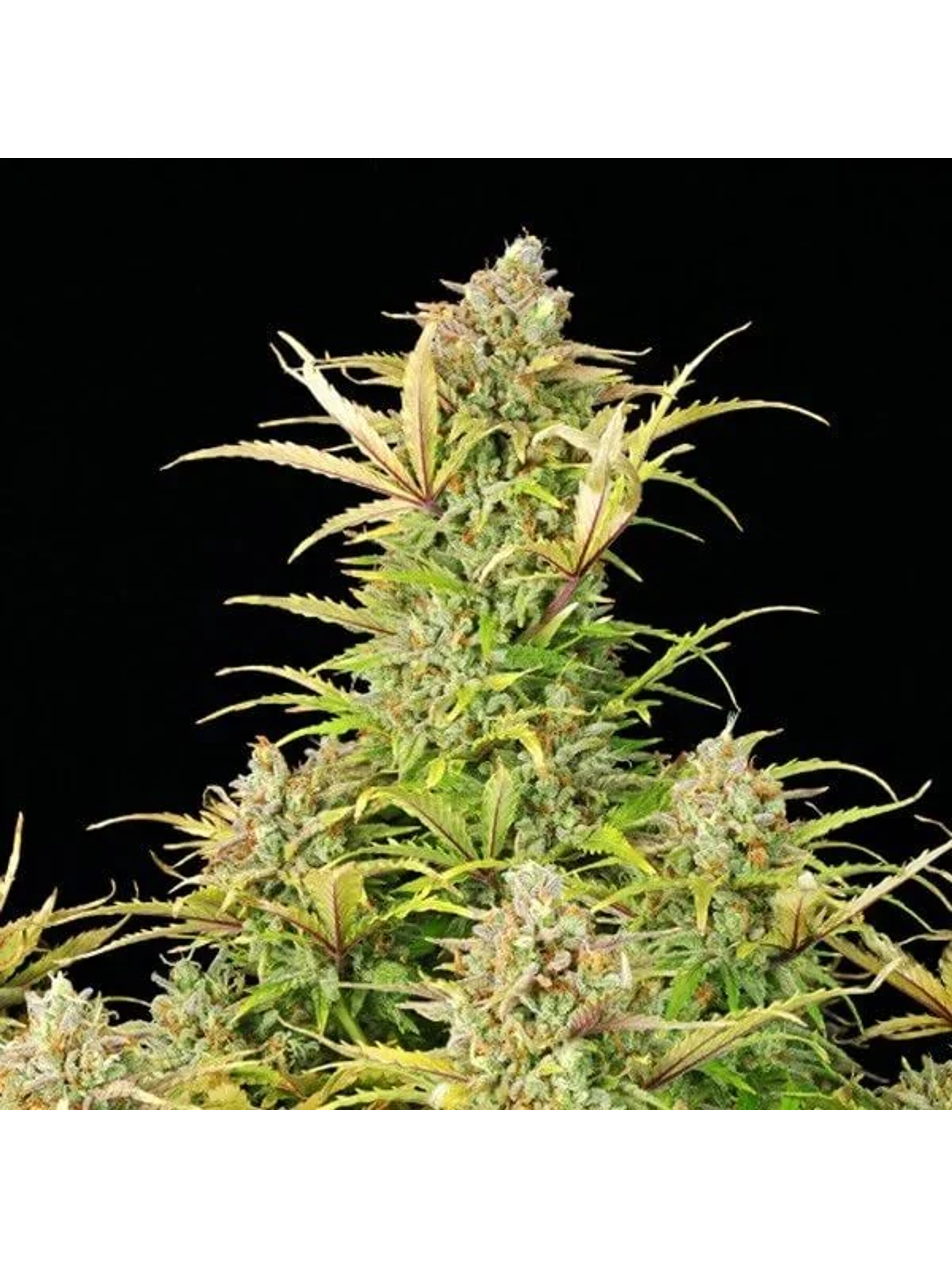 Sweet Zz Usa Premium Auto -Royal Queen (X10/X3/X1) 3