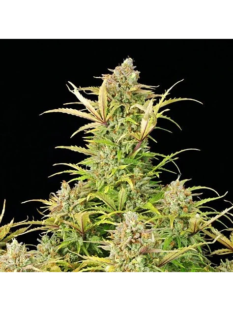 Sweet Zz Usa Premium Auto -Royal Queen (X10/X3/X1) 3