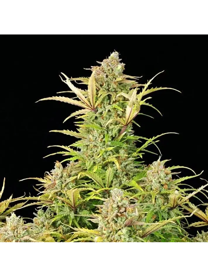 Sweet Zz Usa Premium Auto -Royal Queen (X10/X3/X1) 3