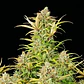 Sweet Zz Usa Premium Auto -Royal Queen (X10/X3/X1) - Miniatura 3