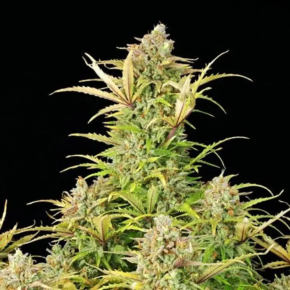 Sweet Zz Usa Premium Auto -Royal Queen (X10/X3/X1) 3