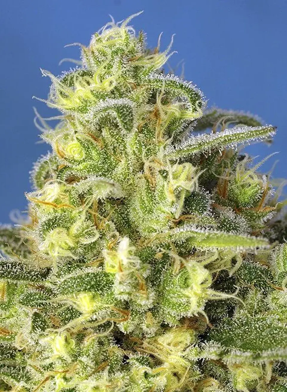 Jack 47 Xl Auto® -Sweet Seeds (X100/X25/X5+2/X3+1) 13