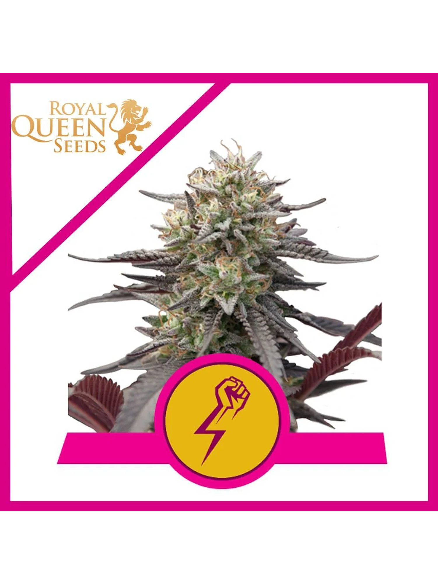 Green Crack Punch Usa Premium Fem -Royal Queen (X10/X3) 3