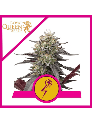 Green Crack Punch Usa Premium Fem X10-Royal Queen 3