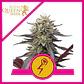 Green Crack Punch Usa Premium Fem -Royal Queen (X10/X3) - Miniatura 3