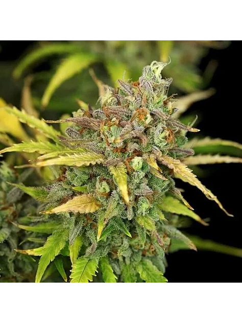 Sweet Zz Usa Premium Auto -Royal Queen (X10/X3/X1) 4