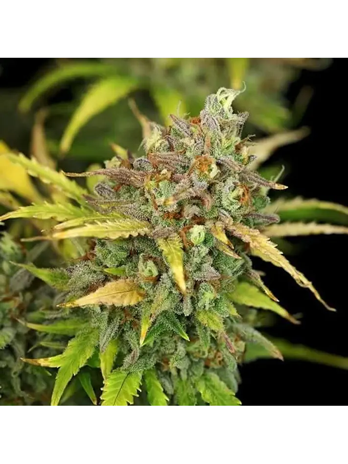 Sweet Zz Usa Premium Auto -Royal Queen (X10/X3/X1) 4