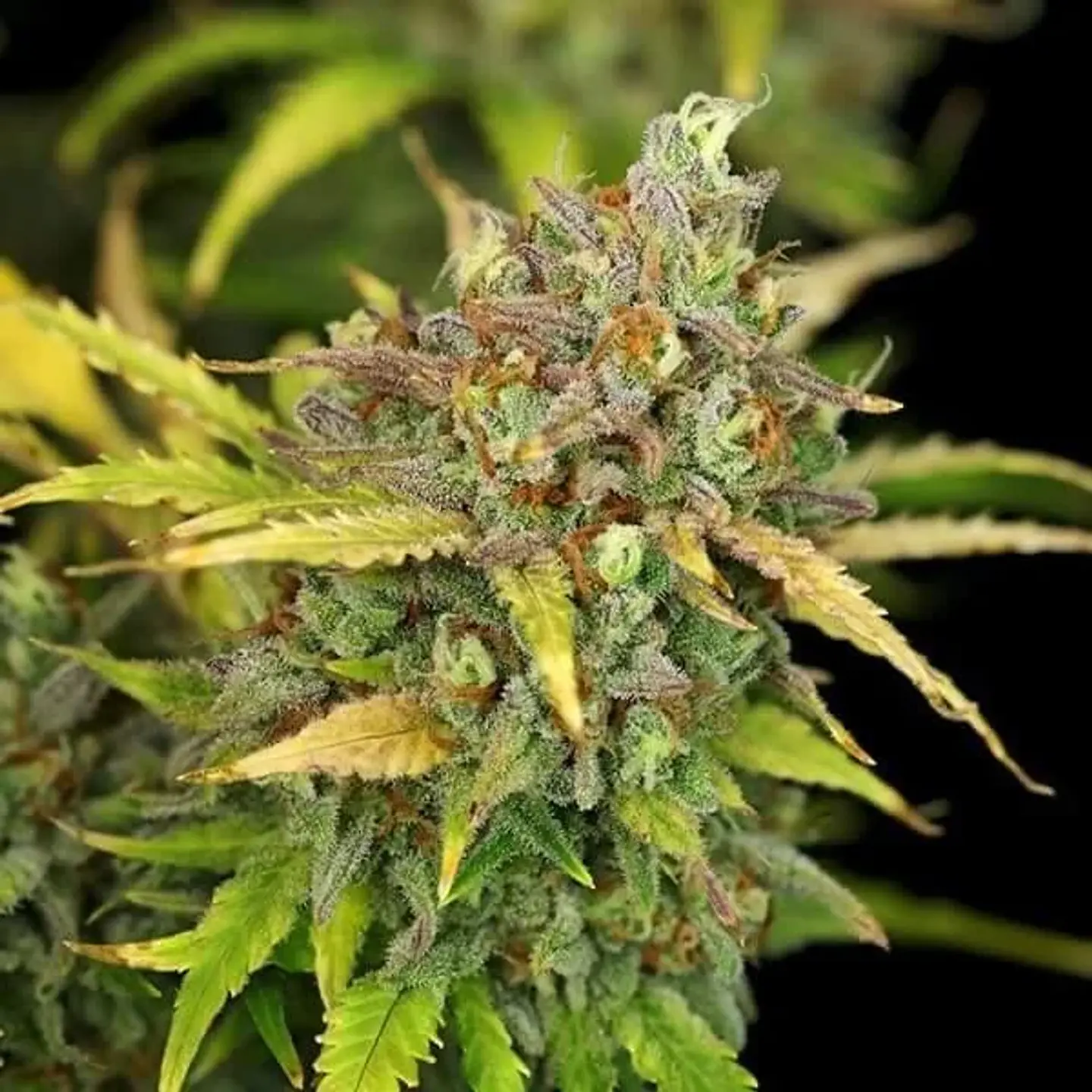 Sweet Zz Usa Premium Auto -Royal Queen (X10/X3/X1) 4