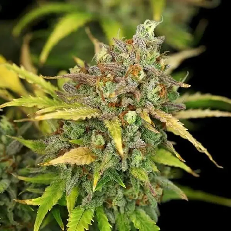 Sweet Zz Usa Premium Auto -Royal Queen (X10/X3/X1) 4