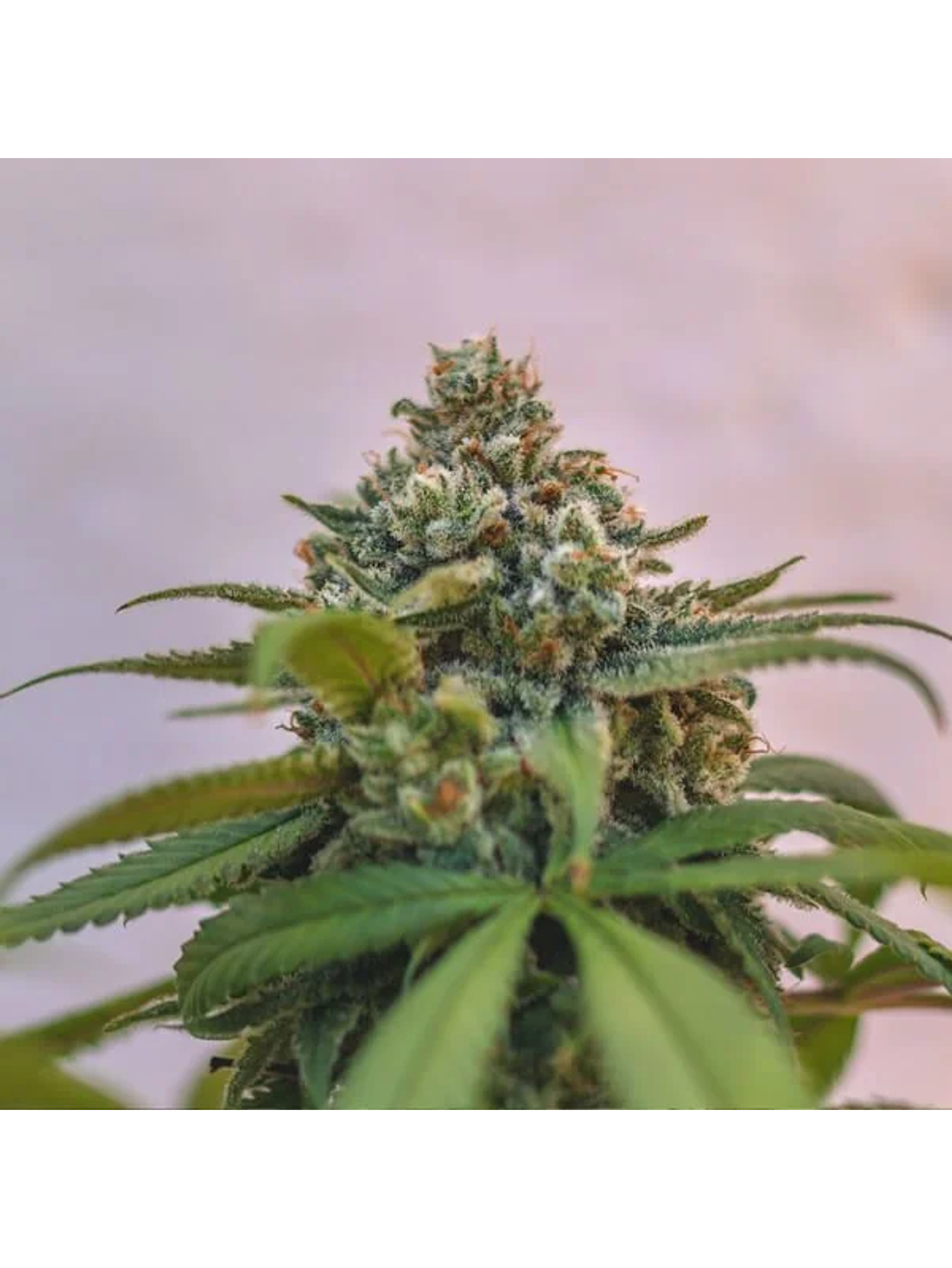 Green Crack Punch Usa Premium Fem -Royal Queen (X10/X3) 8