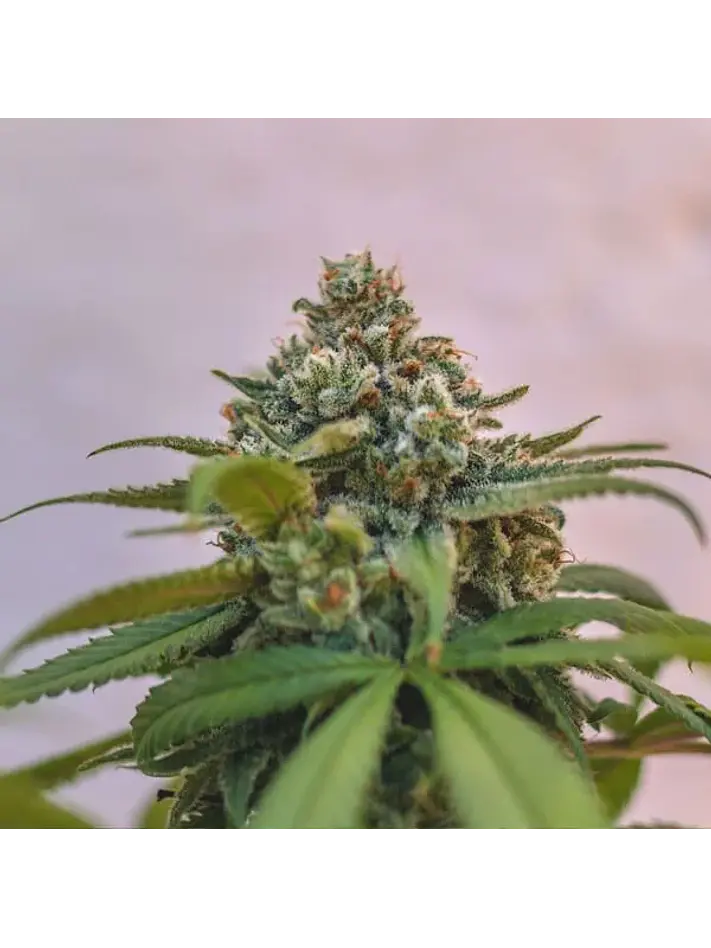 Green Crack Punch Usa Premium Fem -Royal Queen (X10/X3) 8