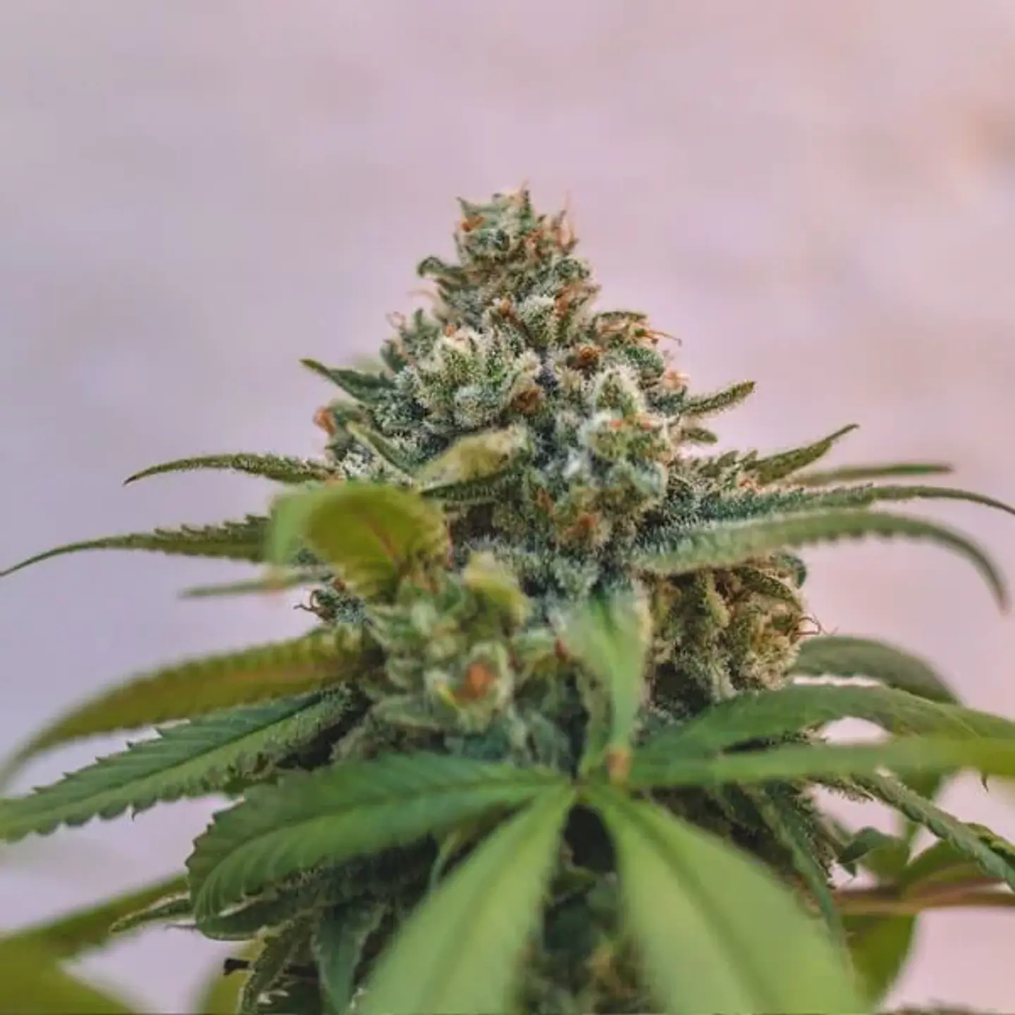 Green Crack Punch Usa Premium Fem -Royal Queen (X10/X3) 8