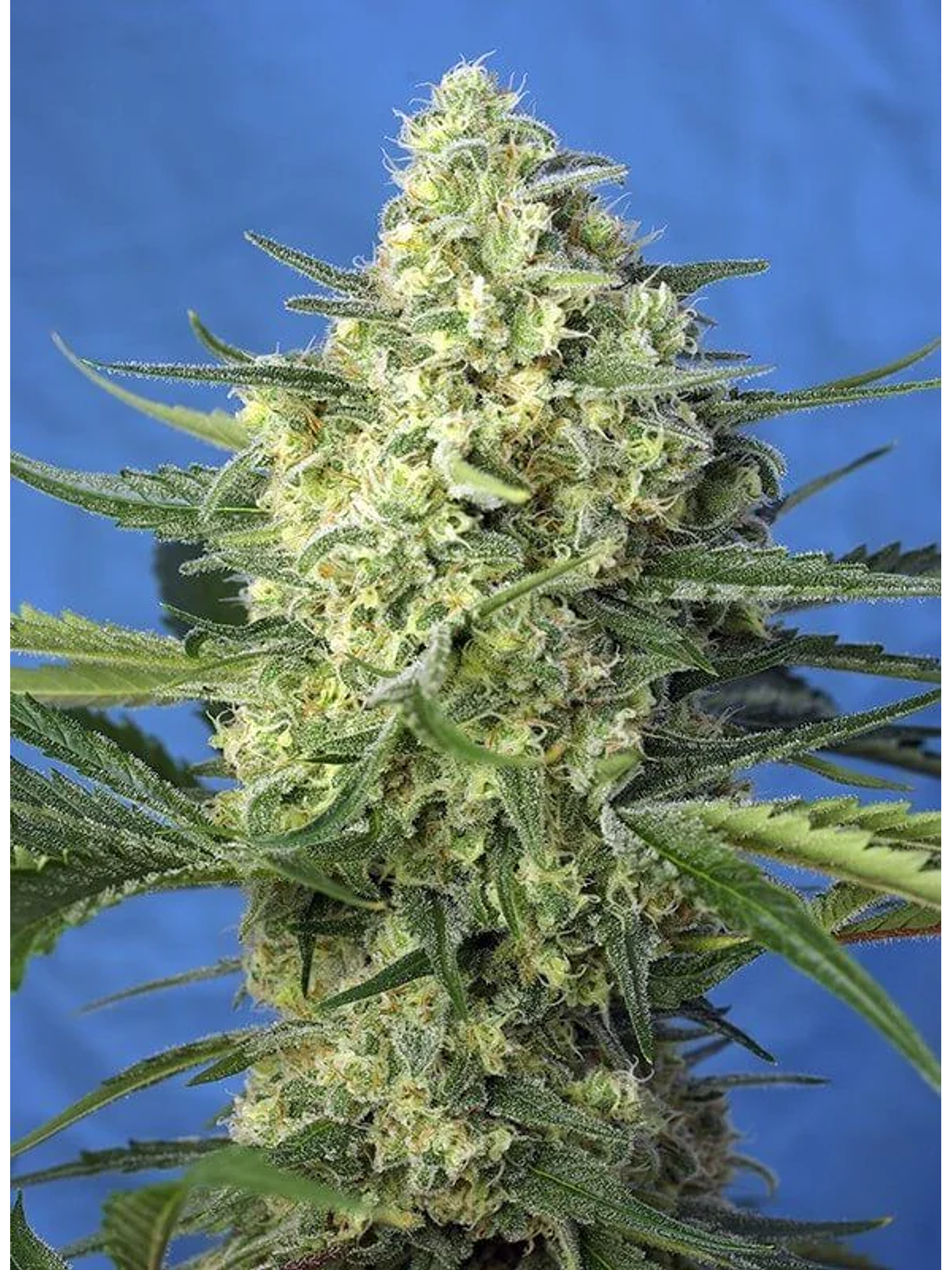 Jack 47 Xl Auto® -Sweet Seeds (X100/X25/X5+2/X3+1) 14