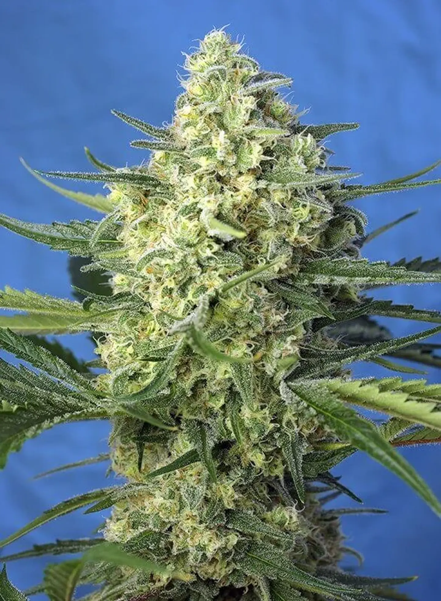 Jack 47 Xl Auto® -Sweet Seeds (X100/X25/X5+2/X3+1) 14