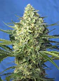 Jack 47 Xl Auto® -Sweet Seeds (X100/X25/X5+2/X3+1) - Miniatura 14