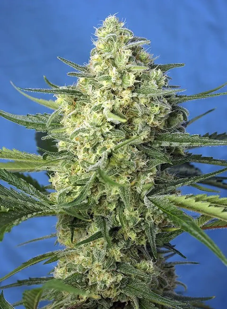 Jack 47 Xl Auto® -Sweet Seeds (X100/X25/X5+2/X3+1) 14