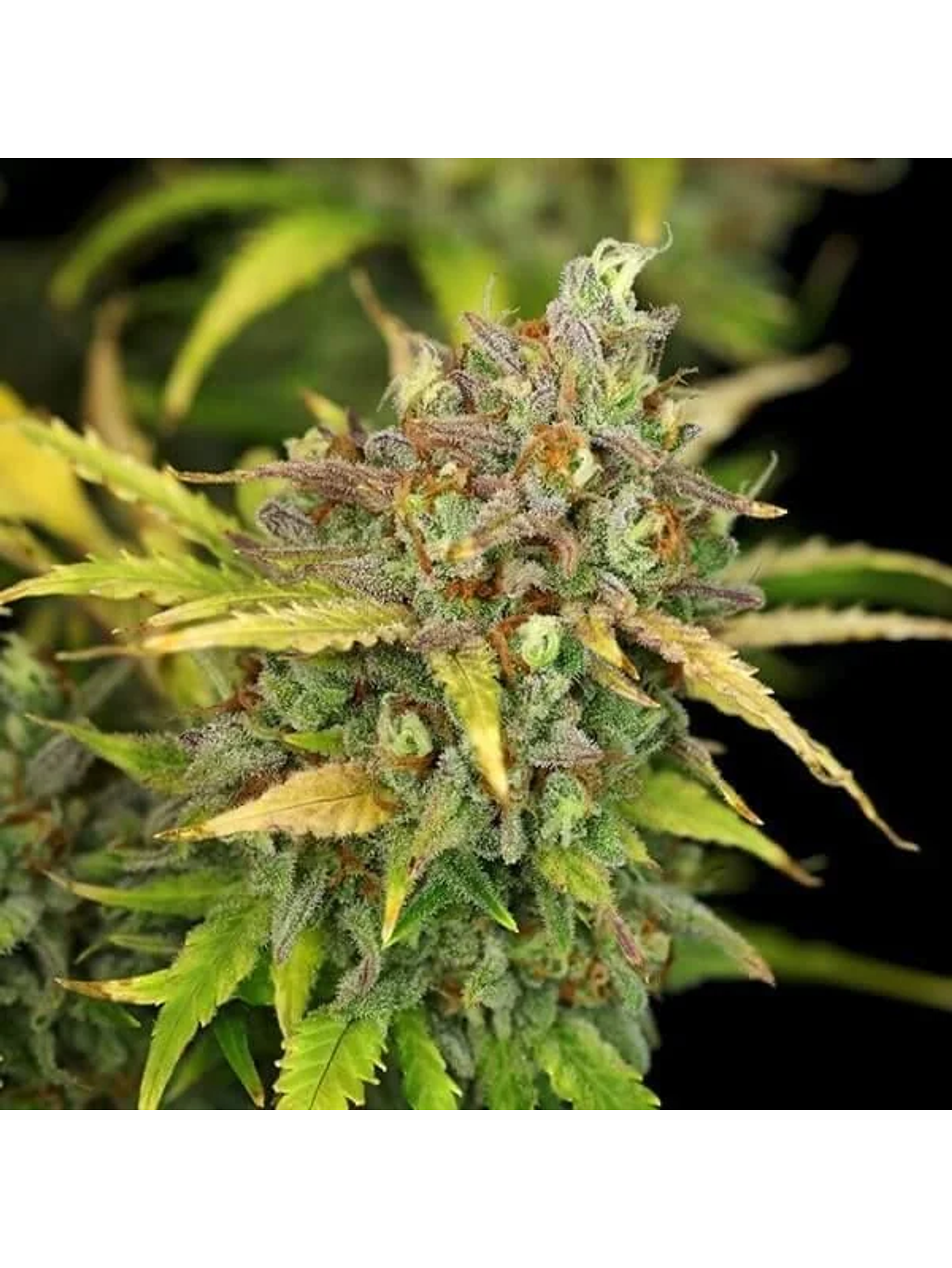 Sweet Zz Usa Premium Auto -Royal Queen (X10/X3/X1) 5