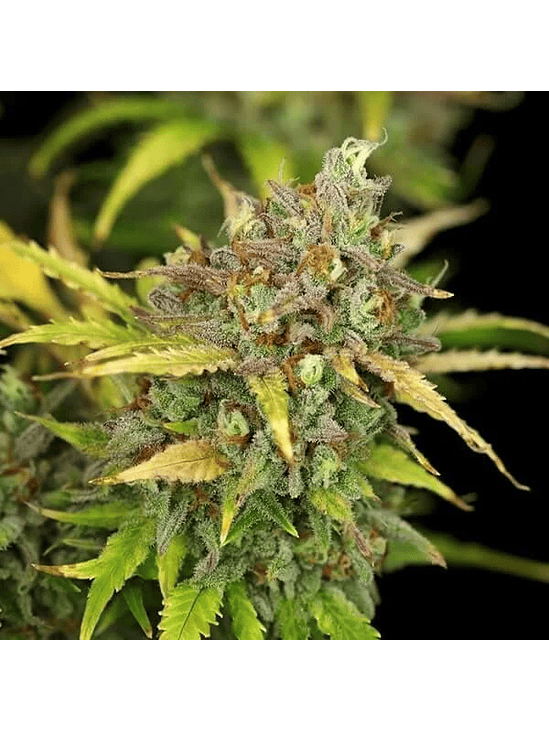 Sweet Zz Usa Premium Auto X10-Royal Queen 5