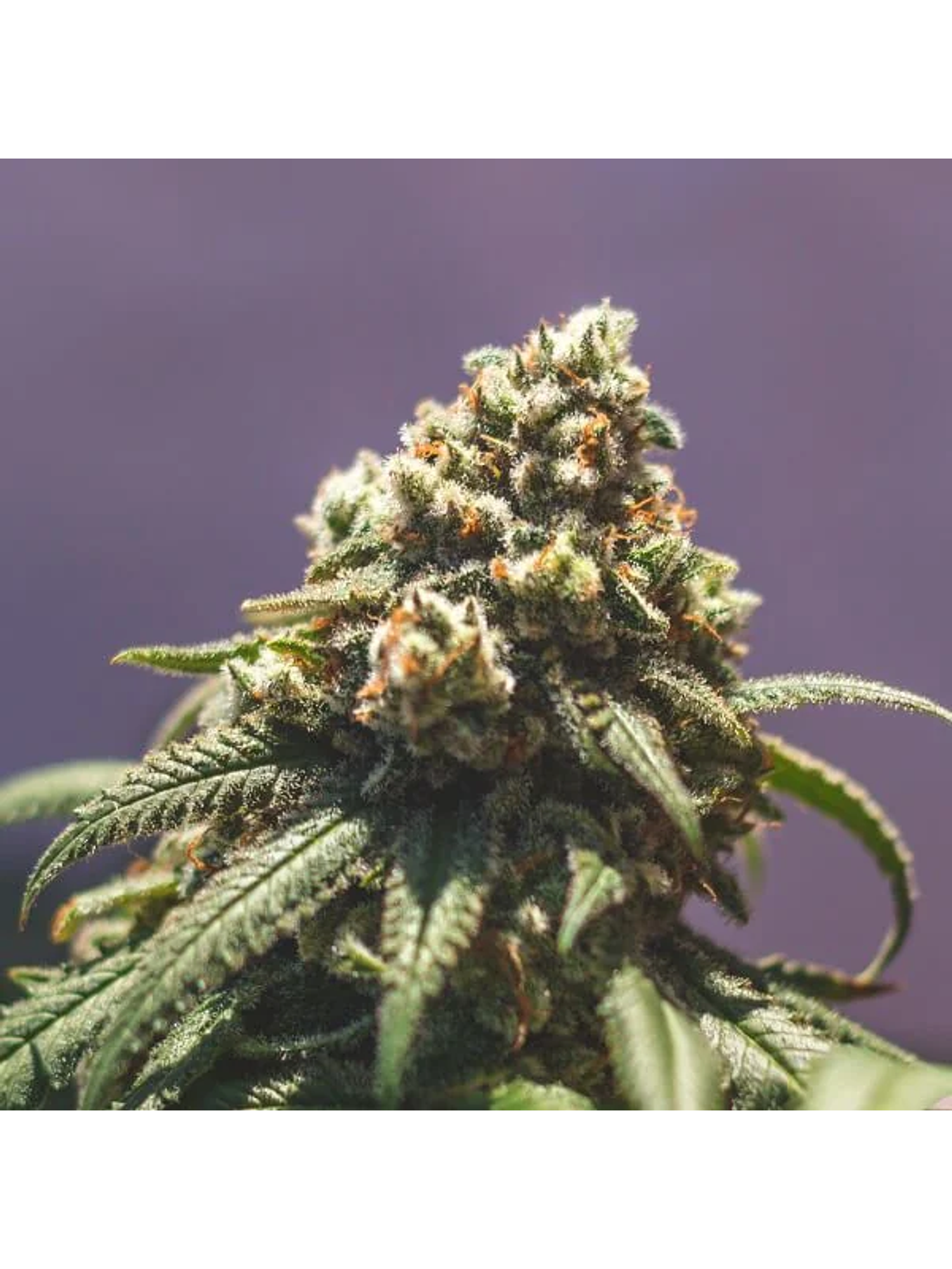 Green Crack Punch Usa Premium Fem -Royal Queen (X10/X3) 9