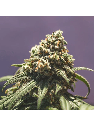 Green Crack Punch Usa Premium Fem X10-Royal Queen 9