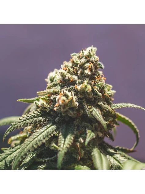 Green Crack Punch Usa Premium Fem -Royal Queen (X10/X3) 9