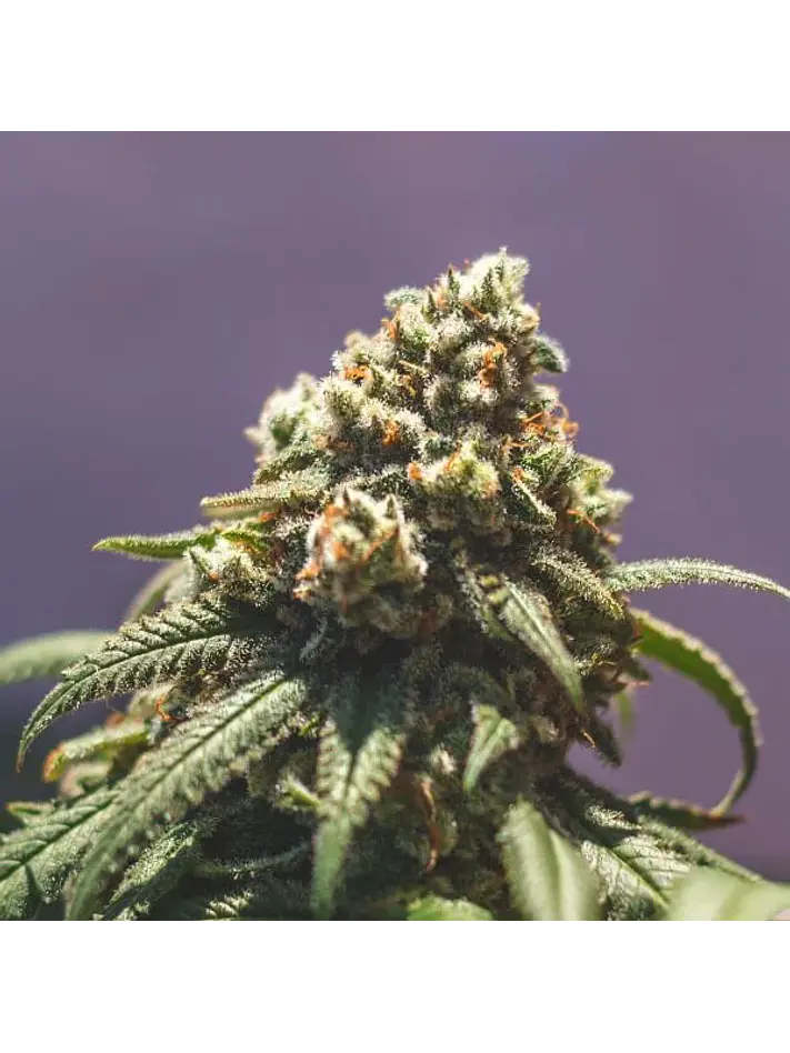 Green Crack Punch Usa Premium Fem -Royal Queen (X10/X3) 9